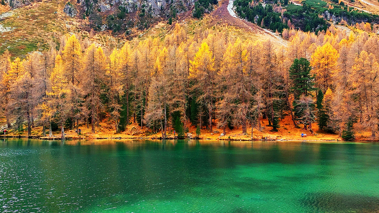 foliage engadina 003_hrjo